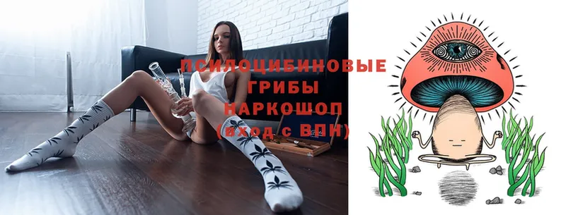 Псилоцибиновые грибы Psilocybe  Олонец 